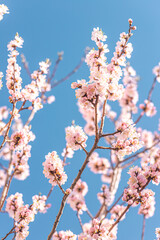 Blossoming branches of trees. Pink flowers