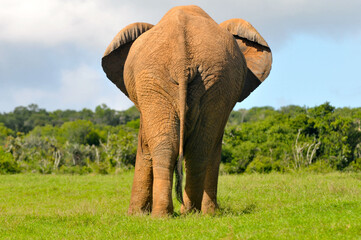 Elefant von hinten