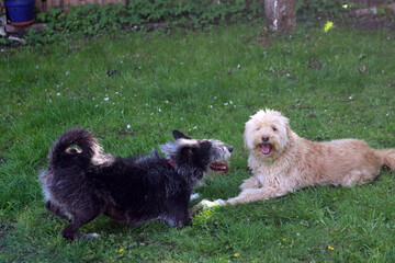 Two dogs playing together in the garden on a sunny summer day.