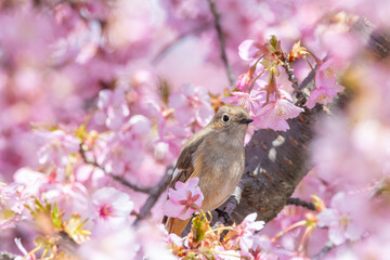 桜の花に囲まれたジョウビタキの雌
