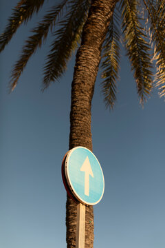 Direction road sign superimposed on the trunk of a palm tree, seems to point towards the blue sky of sunset, Spain
