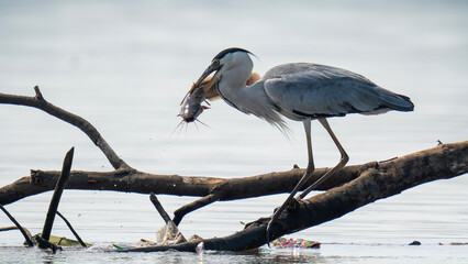 great blue heron catch a fish