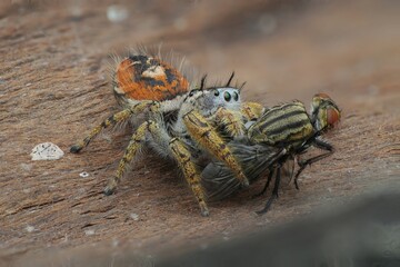 spider on wood