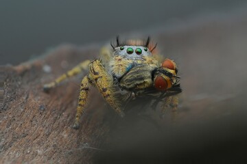 spider on a leaf