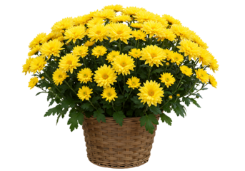 Potted Plant with Yellow Flowers Isolated on Transparent Background


