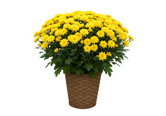 Potted Plant with Yellow Flowers Isolated on Transparent Background


