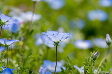 新緑に包まれるネモフィラの花畑