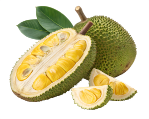 Partially opened jackfruit showing yellow pods on transparent background