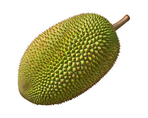 Whole fresh jackfruit closeup on transparent background