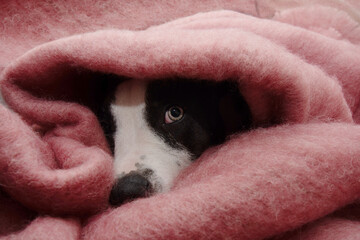 Portrait sick or afraid puppy dog because of fireworks wrapped with a warm blanket. Separation anxiety concept