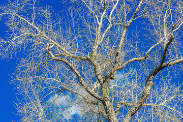 Huge tree on the vibrant blue sky. Serene view, light white clouds, sunny day. Urban scene