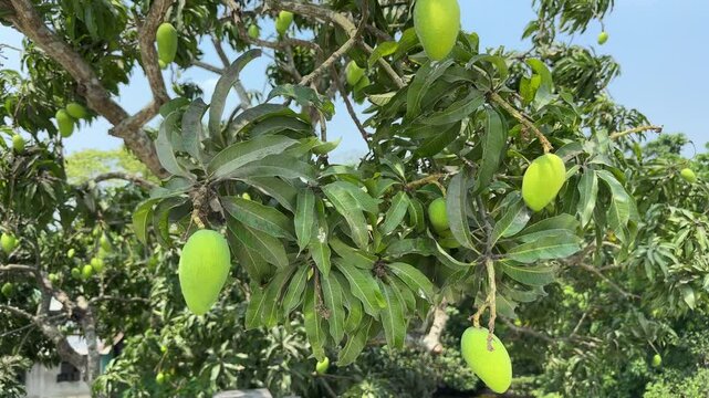 Lush mango tree laden with unripe green mangos, A vibrant outdoor shot of a mango tree branch heavy with unripe, green mangos.