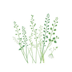 Obraz premium Botanical Illustration - herbs in emerald and beige for interior posters 