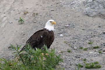 Adult bald eage on a hillside