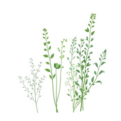 Fototapeta premium Botanical Illustration - herbs in emerald and beige for interior posters 