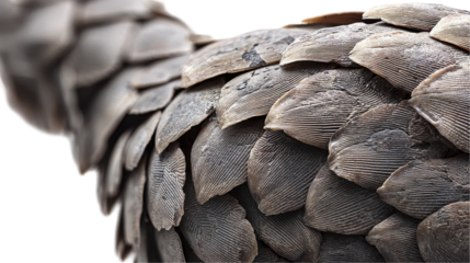 Close-up of unique scales on the body of a pangolin. transparent background