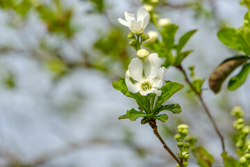 白く可憐なリキュウバイの花

