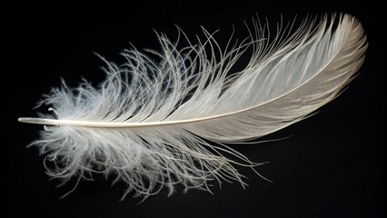 Obraz premium white feather on black background