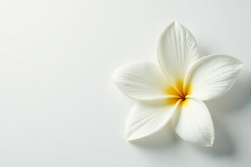 Close-up of pristine white flower petals on pure white backdrop, high resolution, floral