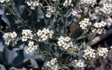 Crambe tatarica - Tartar Bread Plant
