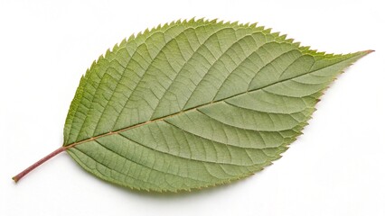 Fototapeta premium green leaf on white background