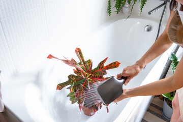 A woman in an apron washes the Croton Codium houseplant from the shower in the bathroom. Care of potted plants, watering, dusting, humidification © Ольга Симонова