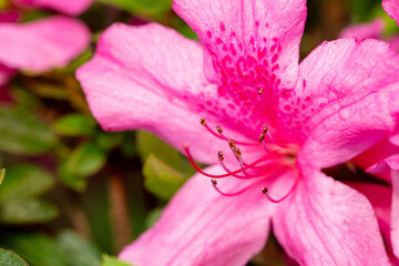 Macro image of lily flowers in garden