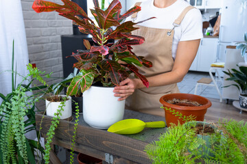 Repotting and caring home plant codium croton into new pot in home interior. Woman breeds and grows...