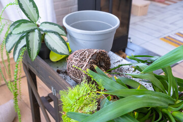 Yucca, aglaonema, fern on the table for transplanting and caring for domestic plants in the interior of a green house with potted plants © Ольга Симонова