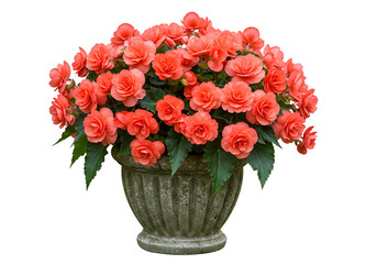 Obraz premium Potted Plant with Coral Flowers Isolated on Transparent Background