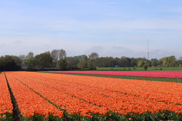 Tulips in an agricultural field in the Netherlands on a sunny day