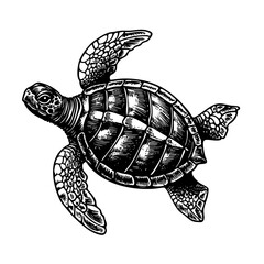 Sea turtle vintage engraving top view marine art