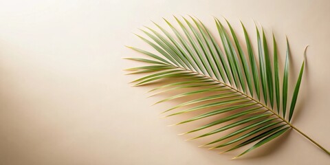 Fototapeta premium A single palm frond gracefully rests on a soft, beige background, creating a simple yet elegant tropical scene.