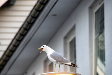 Der Ruf der Möve