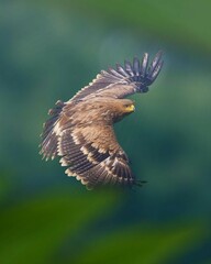 Witness the majesty of the Padang Eagle (Aquila nipalensis) flying freely with its mighty wide wings spread.
