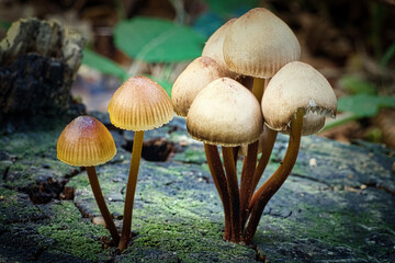Funghi su tronco