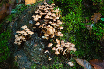 Ceppo con funghi piccoli