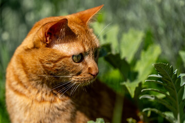 Ginger Cat in the garden with Flowers