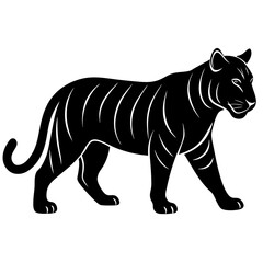 tiger isolated on white background