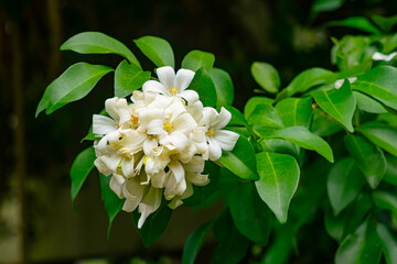 A bunch of white Orange Jasmine flowers.