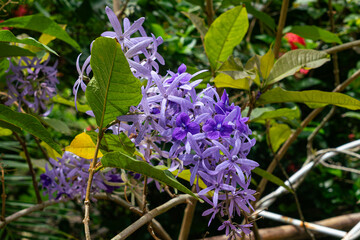 Bunch of blooming Purple Wreath Flowers.