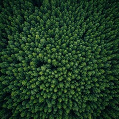 Aerial shot of a dense forest. The green tree canopy creates a pattern when viewed from above.