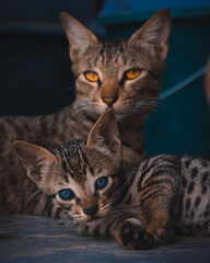 portrait of a black cat with blue eyes