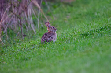 rabbit in the grass