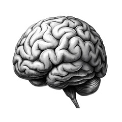 Naklejka premium Human Brain Anatomy Illustration isolated on transparent background