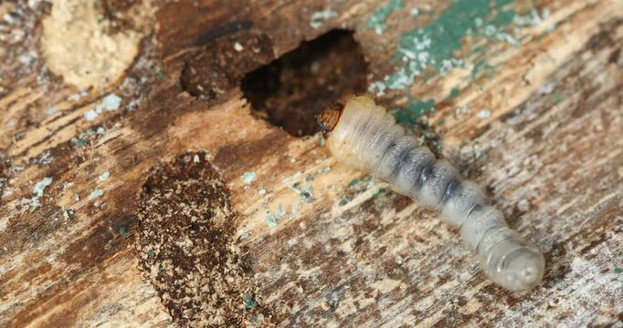 Woodworm pest larva in its natural habitat inside old wooden surface. Segmented grub moving.