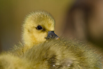 close-up portrait of gosling of greylag goose