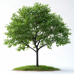 Obraz premium Single green tree image background