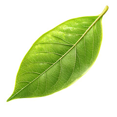 Obraz premium Single vibrant green leaf closeup