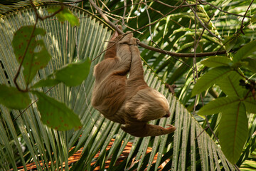 sloth hanging in a tree © Maurice